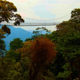 tourhub | Kingfisher Journeys | 3 Days Nyungwe National Park Expedition 