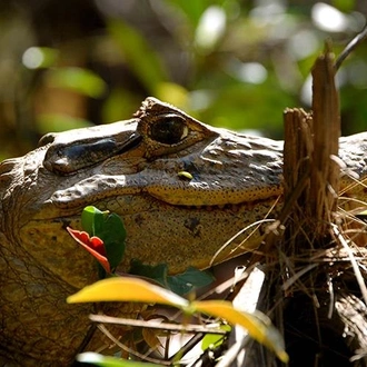 tourhub | Bamba Travel | Tortuguero National Park Adventure 2D/1N 