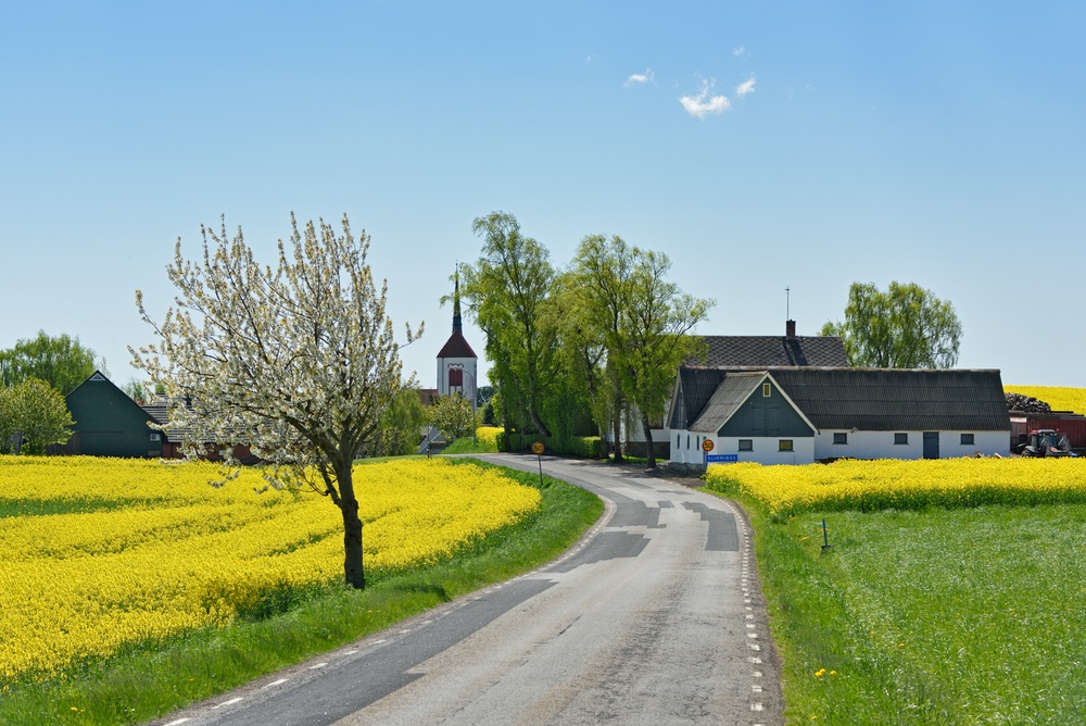 Slingrande byväg genom lansdskapet med gula rapsfält, kyrka i bakgrunden