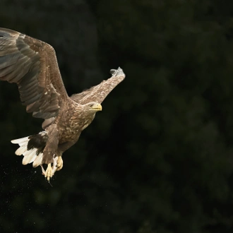 tourhub | Bunica Maria | Bird Watching in Romania, Danube Delta Experience 