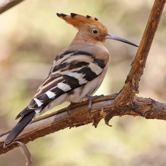 tourhub | Finot Tour and Safari Ethiopia | Bird watching Tour 4 Days 