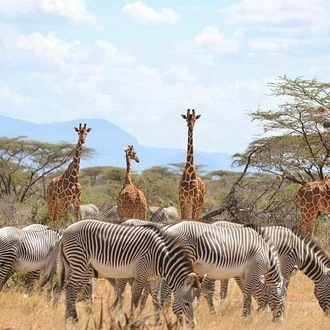tourhub | Gracepatt Ecotours Kenya | 5 Days Aberdares, Ol Pejeta & Samburu Luxury Safari on 4x4 Jeep 