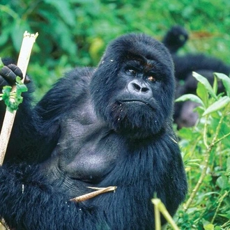 tourhub | Verdoro Safaris | 4 Day Tour Kibale Forest National Park and Gorilla Trekking 