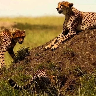 tourhub | Jossec Tours and Safaris | 5 Days Masai Mara, Lake Nakuru, Lake Naivasha Magical Wildlife Safari in Kenya 