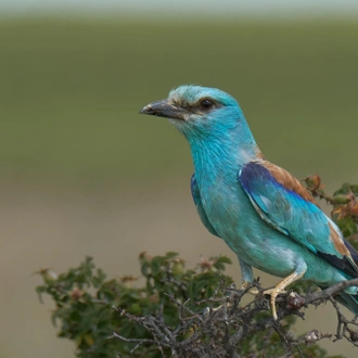 tourhub | Bunica Maria | Meet the Danube Delta – Bird watching tour 