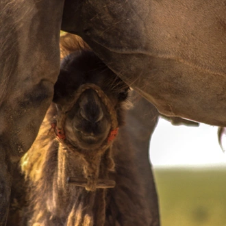 tourhub | Exodus Adventure Travels | Mongolia Golden Eagle Festival 