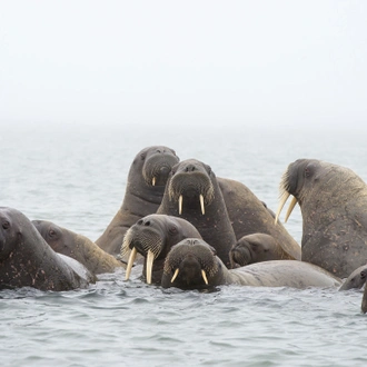 tourhub | Intrepid Travel | Svalbard Explorer: Best of High Arctic Norway 