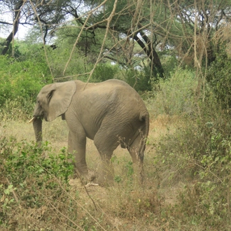 tourhub | Widerange African Safaris | 3 days/2 nights Serengeti Private safari package 