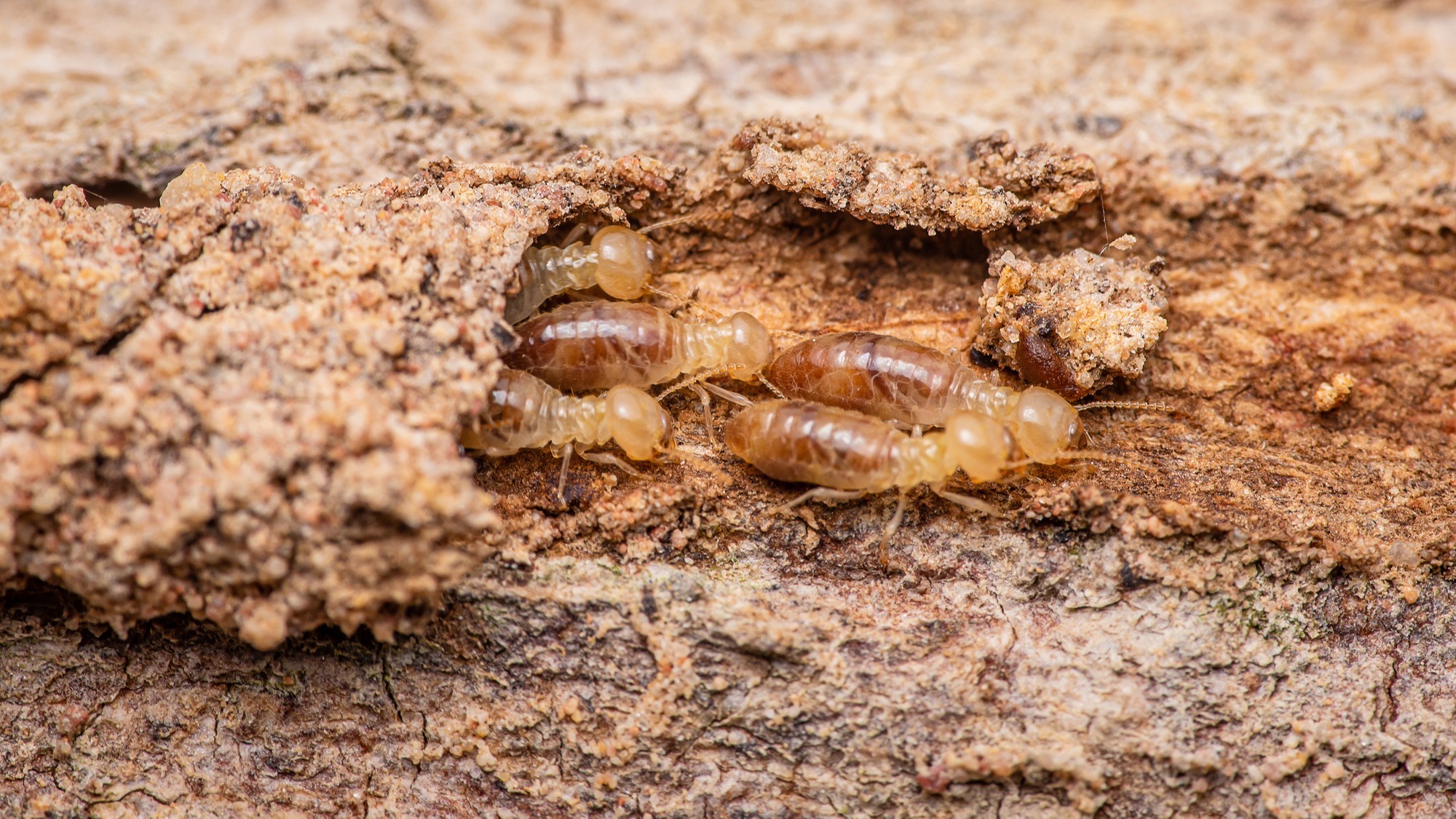 Représentation de la formation : OFDI - termites métropole - continue