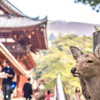 tourhub | Explore! | Walk Japan - Kumano Kodo Trail 