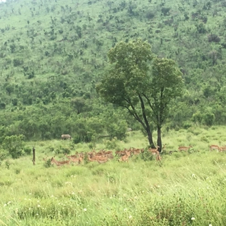 tourhub | Timeline Travel | Madikwe Game Reserve Luxury Tour 