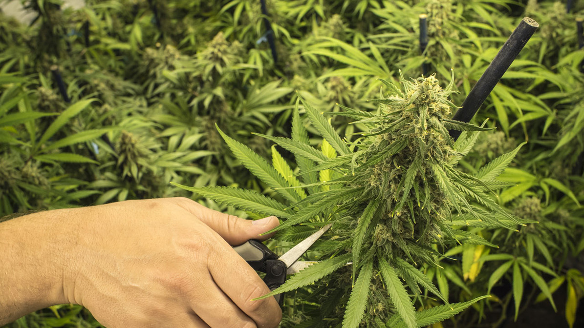 6 Main Benefits of Pruning Cannabis
