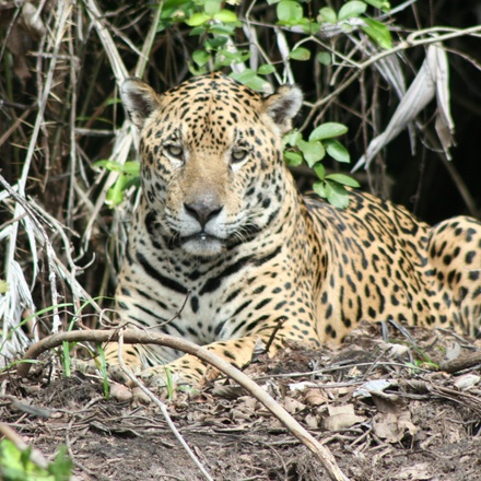 Northern Pantanal round trip: Chapada dos Guimarães - Nobres - Pantanal - Jaguar safari