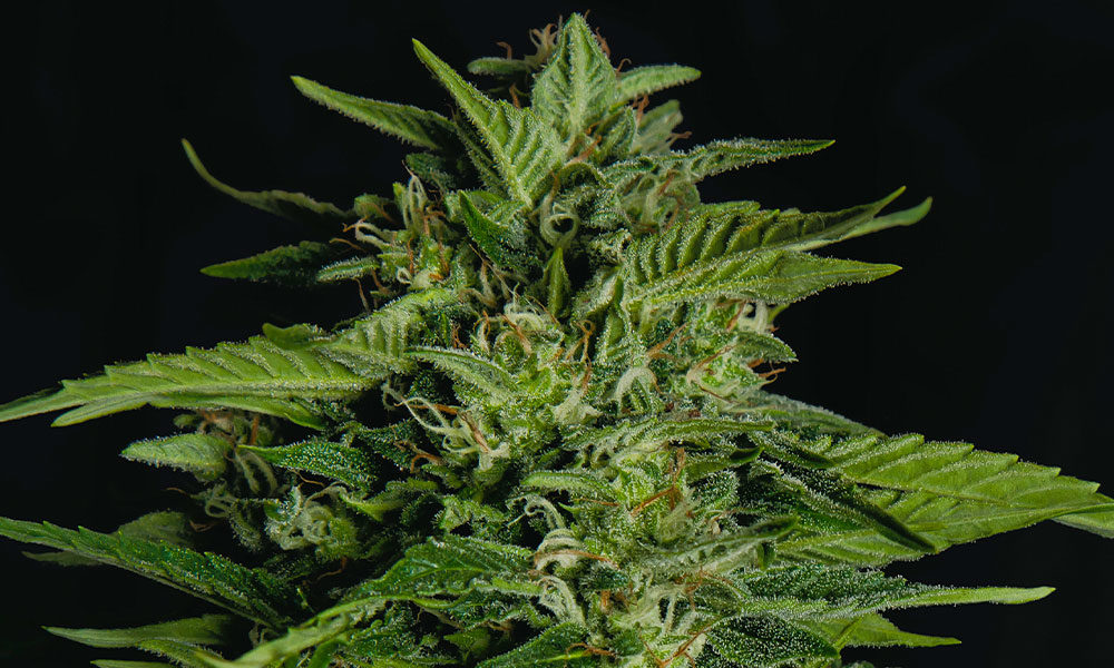 Why Produce F1 Hybrid Cannabis Seeds?
