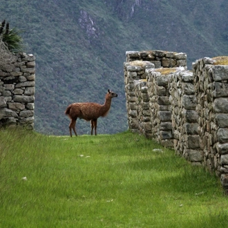 5-Day Salkantay Trek to Machu Picchu (share group service)