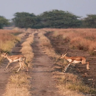 tourhub | Agora Voyages | Blackbuck Bliss: Vadodara to Velavadar Safari 