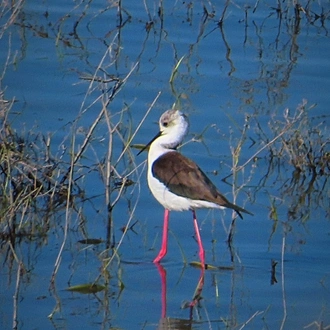 tourhub | Bike In Time | Danube Delta by Bike & Boat 