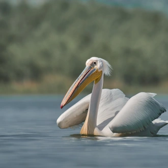 tourhub | Bunica Maria | Meet the Danube Delta – Bird watching tour 