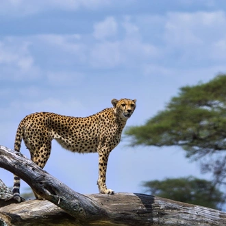 tourhub | Across Africa Tours Travel | Tanzania and Kenya Safari for Seniors 10Days/9Nights 