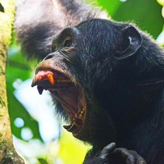 tourhub | Verdoro Safaris | 3-Day Queen Elizabeth National Park & Chimpanzee Tracking 