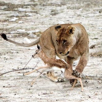 tourhub | Chameleon Safaris Namibia | 6 Day Etosha and Skeleton Coast Experience 