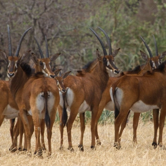 tourhub | SMILE WITH US TOURS IN AFRICA | Amazing Tour to Nyerere National Park from Dar es Salaam 