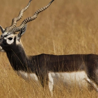 tourhub | Agora Voyages | Blackbuck Safari Expedition from Rajkot 