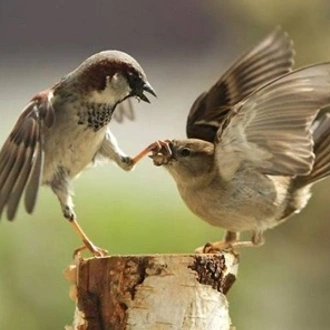 tourhub | Stelaran Holidays | Sri Lanka Bird Watching Tour 