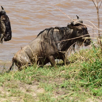 tourhub | Widerange African Safaris | Best 6 days Serengeti Migration Mara River Safari Tour Packages 