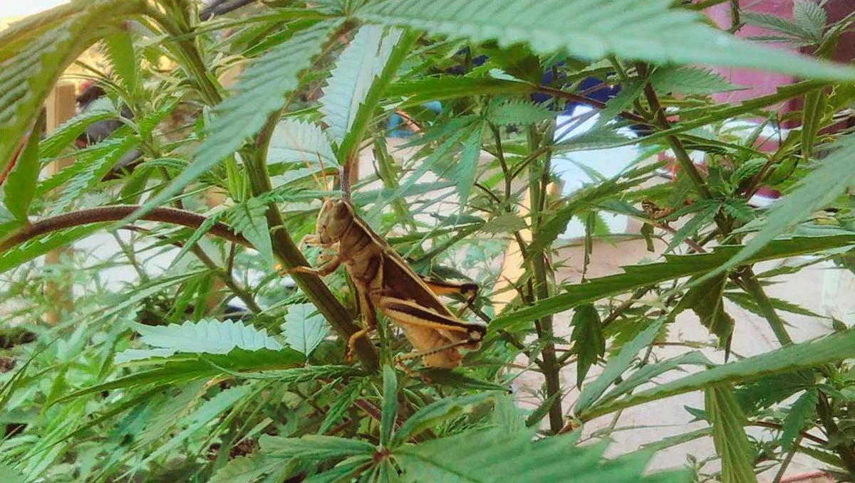 The Risk of Crickets to Cannabis