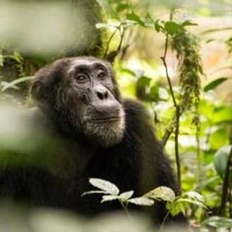 tourhub | Alaitol Safari | Rwanda & Uganda Gorilla Experience  