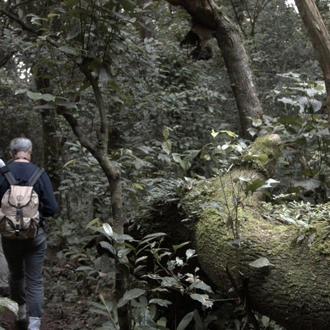 tourhub | ARP Travel Group | Gorillas Through the Mist - Le Bambou Gorilla Lodge (On Request) 