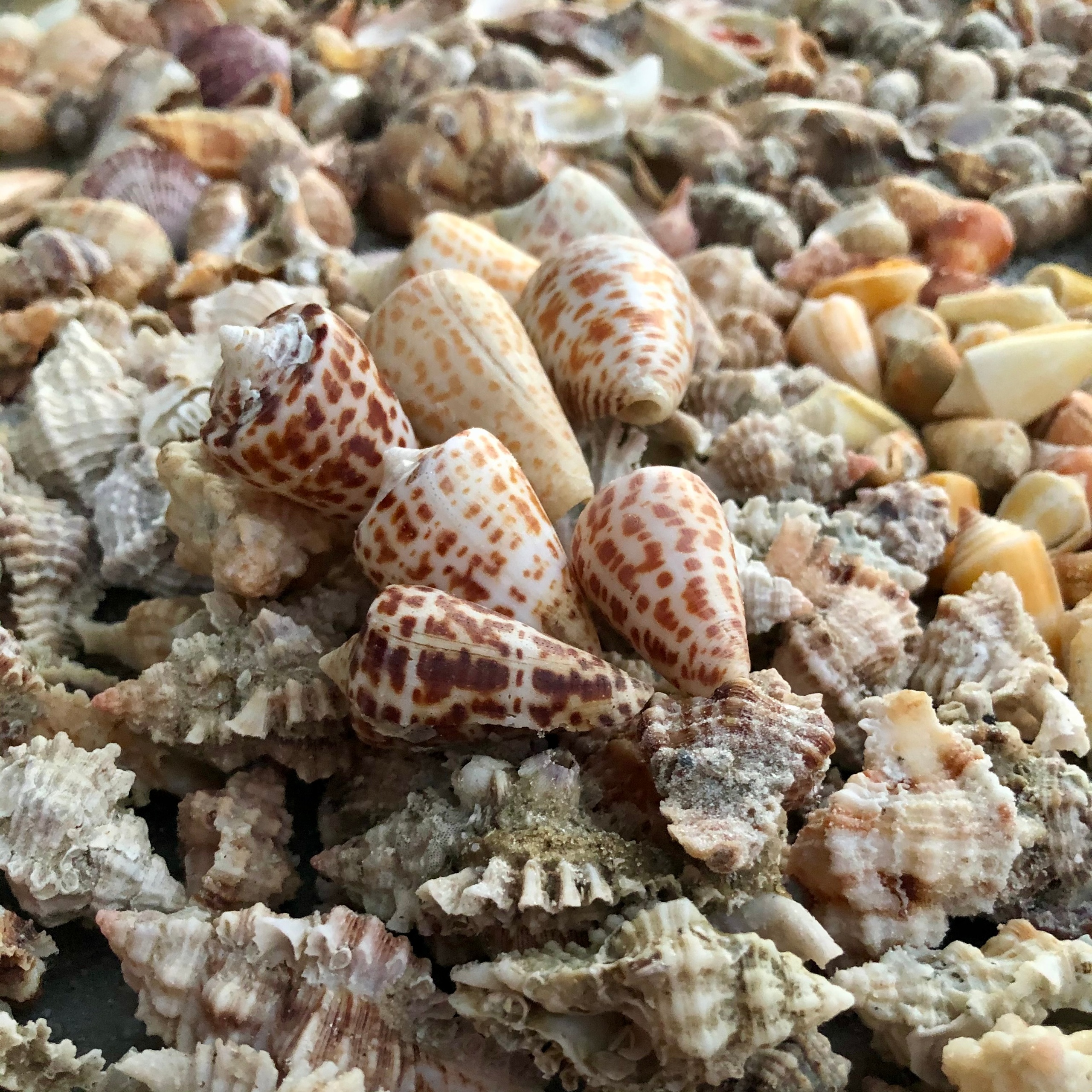 Marco Island Wildlife Sightseeing and Shelling Tour