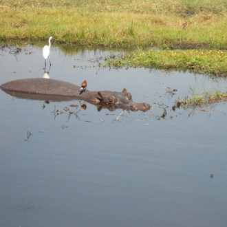 tourhub | Livingstone Lourie Safari | Chobe 2 nights 