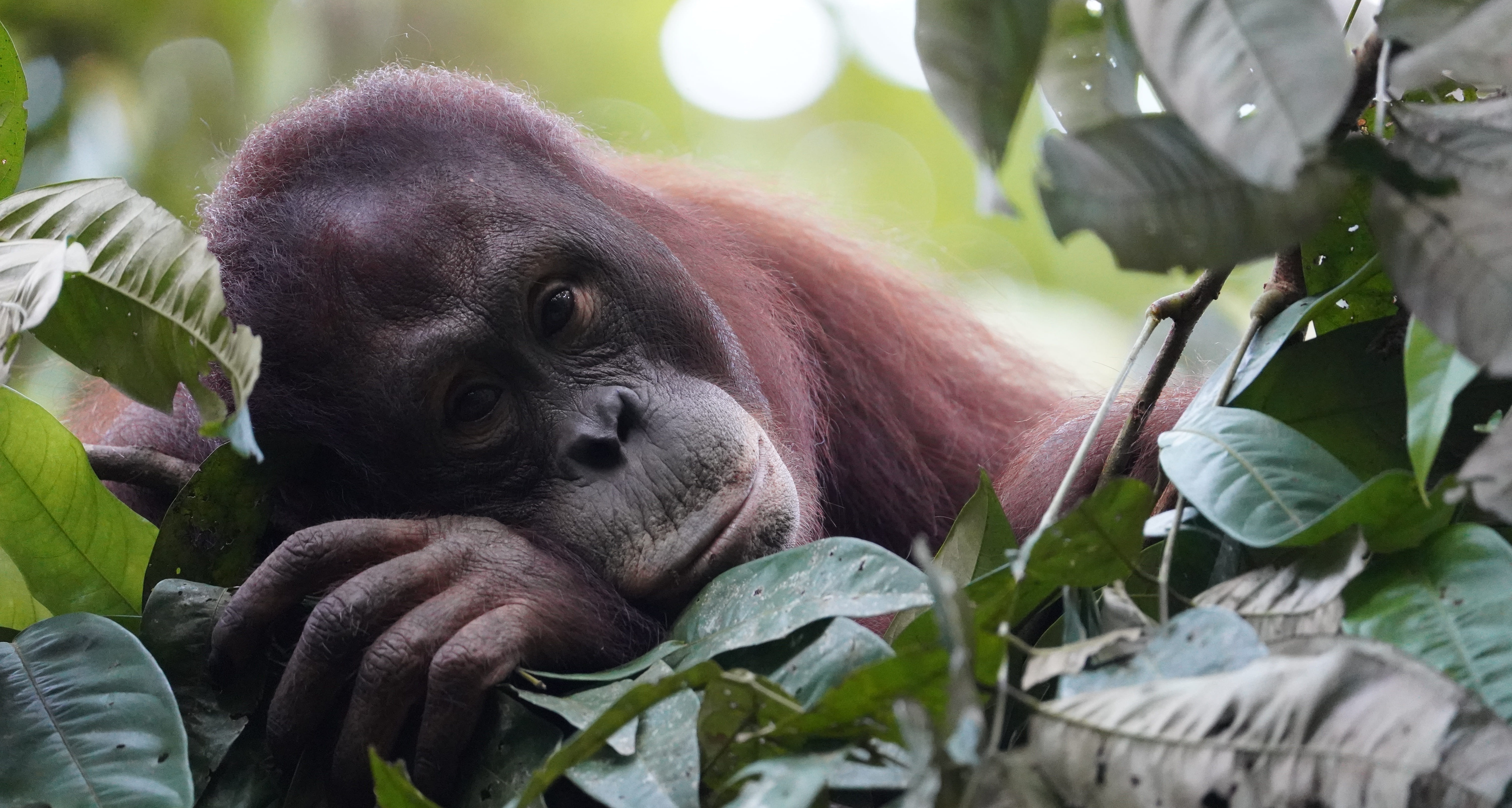 Adopteer orang-oetan weesje Cantik