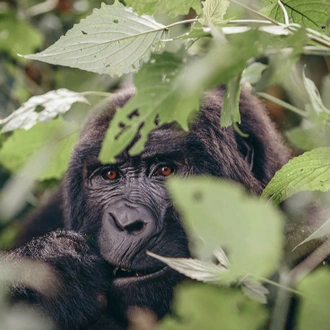 tourhub | Intrepid Travel | Gorillas & Game Parks 