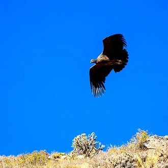 tourhub | Bamba Travel | Colca Canyon Trekking 2D/1N & Transfer to Puno 