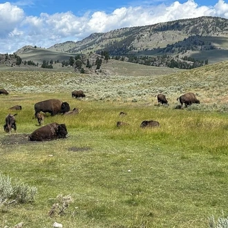 tourhub | G Adventures | Journeys: Iconic Wildlife of Yellowstone and Grand Teton 