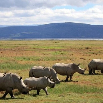 tourhub | Gracepatt Ecotours Kenya | Private 5 Day Aberdare Lake Nakuru and Masai Mara Safari from Nairobi 