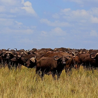 tourhub | Beach and Safari Holidays | Serengeti Sensation: Discover the Wild African Savannah 