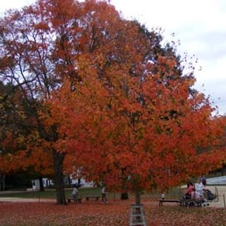 tourhub | Globus | Classic Fall Foliage 