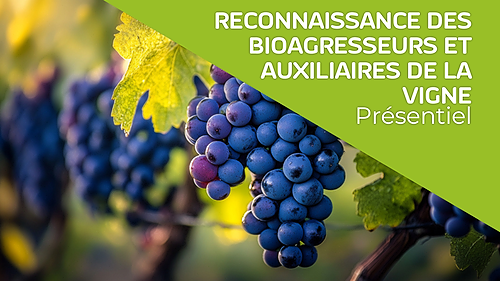 Représentation de la formation : RECONNAISSANCE DES BIOAGRESSEURS ET AUXILIAIRES DE LA VIGNE