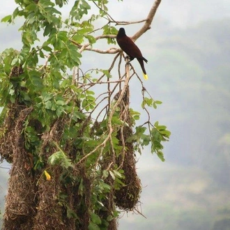 tourhub | Destination Services Costa Rica | Costa Rica Birdwatching 