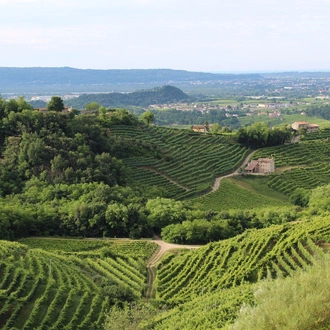 tourhub | Angel Wine Experiences | Grand tour of Veneto, from Venezia to Verona 