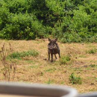 tourhub | Widerange African Safaris | Tanzania Serengeti Migration Safari in 5 Days 