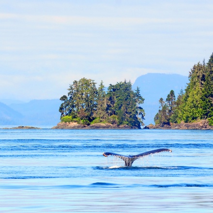 Whales & Bears of British Columbia