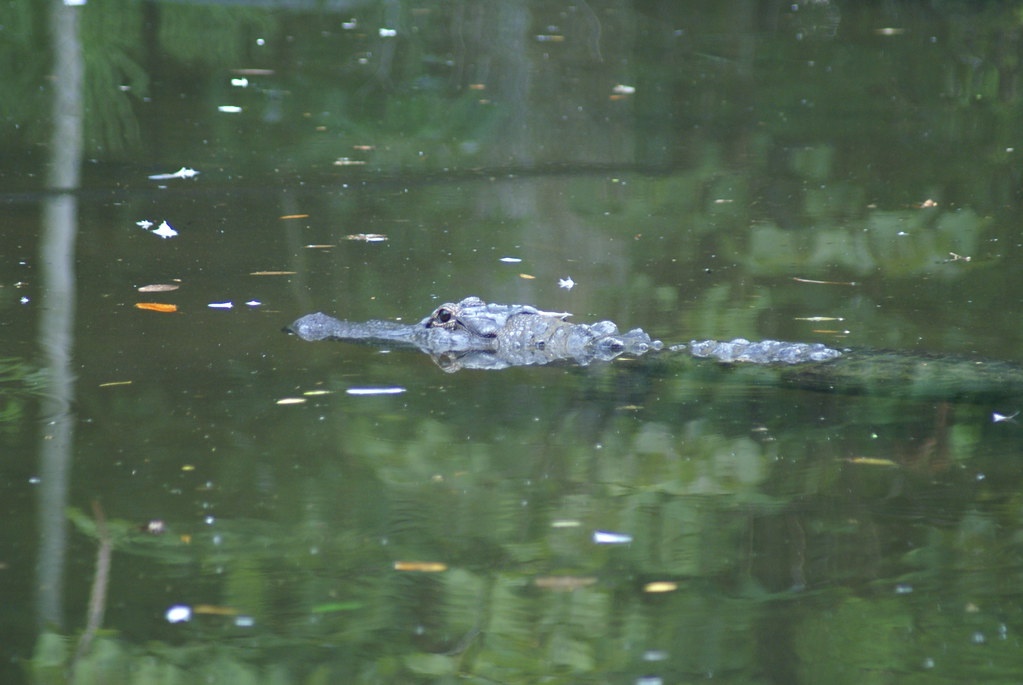 Homosassa River Adventure Cruise