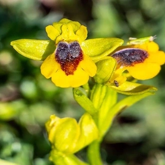 tourhub | Travel Editions | Spring Flowers and Natural Splendours of the Algarve Tour 