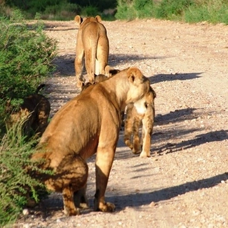 tourhub | Frenzy Adventures Limited | 2.5 Days Tsavo East and Ngutuni 