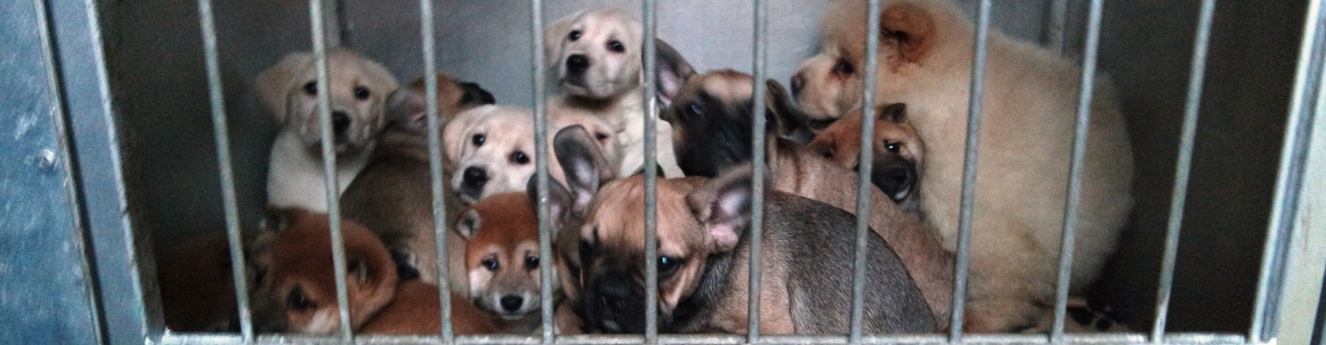 Stop samen met VIER VOETERS de illegale puppyhandel!